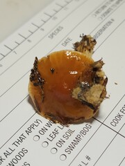 Cortinarius causticus