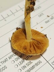 Cortinarius causticus