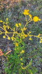 Heterotheca subaxillaris