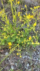 Heterotheca subaxillaris