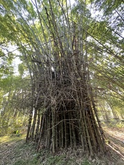 Bambusa sinospinosa