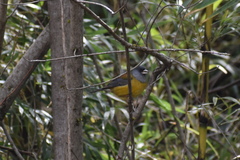 Phrygilus patagonicus