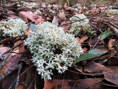 Pulchrocladia retipora