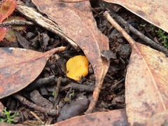 Phaeohelotium baileyanum