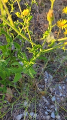 Heterotheca subaxillaris