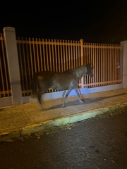Equus caballus