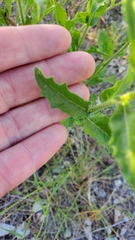 Heterotheca subaxillaris