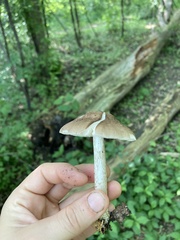 Pluteus