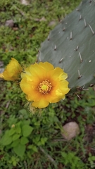Opuntia velutina