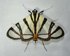 Conchylodes nolckenialis