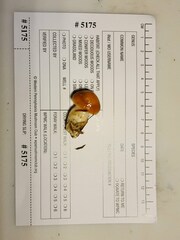 Cortinarius causticus