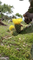 Opuntia velutina