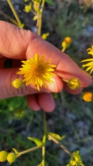 Heterotheca subaxillaris