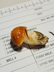 Cortinarius causticus