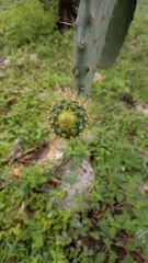 Opuntia velutina