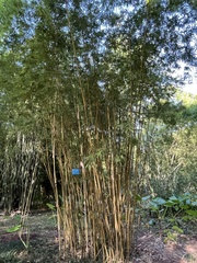 Bambusa multiplex