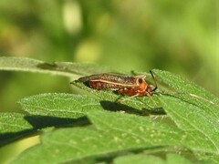 Adelphocoris rapidus
