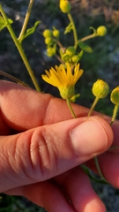 Heterotheca subaxillaris