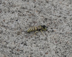 Microbembex monodonta