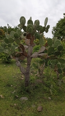 Opuntia velutina
