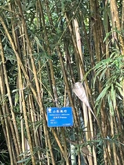 Bambusa multiplex