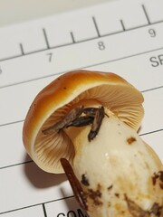 Cortinarius causticus