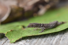 Sphaerodactylus glaucus