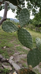 Opuntia velutina
