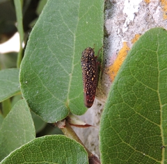 Cicadellinae