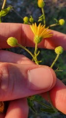 Heterotheca subaxillaris