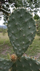 Opuntia velutina