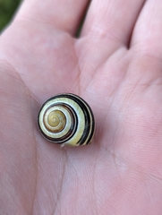 Cepaea hortensis