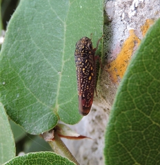 Cicadellinae