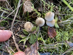 Pluteus
