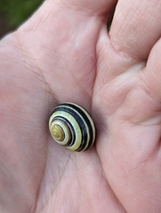Cepaea hortensis
