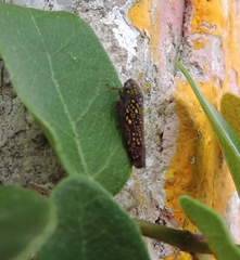 Cicadellinae