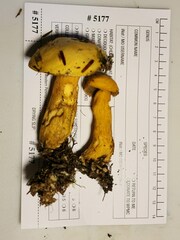 Suillus punctipes