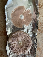 Pluteus