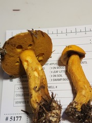 Suillus punctipes