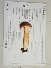 Russula peckii