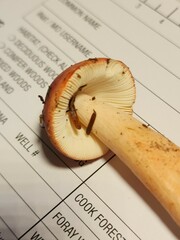 Russula peckii