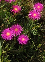 Lampranthus spectabilis