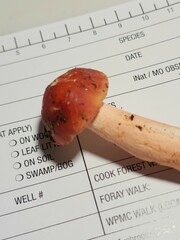 Russula peckii