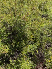 Hypocalymma robustum