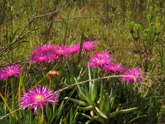 Lampranthus spectabilis