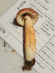 Russula peckii