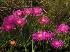 Lampranthus spectabilis