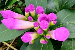 Mansoa alliacea