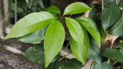 Mansoa alliacea