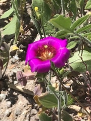 Cistanthe grandiflora